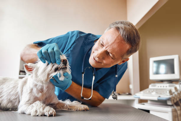 Best 24-Hour Emergency Dental Care in Opelika, AL